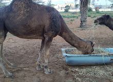 ناقه حليب وطنية ومعه بكره للبيع للاستفسار علي الرقم 0914078810 ناقه حليب وطنية ومعه بكره للبيع للاستفسار علي الرقم 0914078810