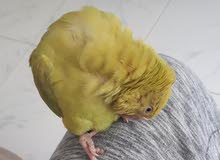 FRIENDLY CINNAMON GREEN RINGNECK BABY PARROT//GOOD PET FRIENDLY CINNAMON GREEN RINGNECK BABY PARROT//GOOD PET