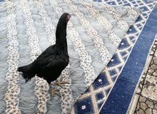 دجاجات هندي دجاجات هندي