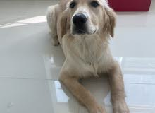 جولدن رتريفر - golden retriever