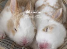 ارانب للبيع ارانب للبيع