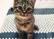 Scottish straight kitten Scottish straight kitten
