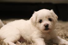 maltese puppies جراء ماليز maltese puppies جراء ماليز