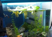 planted aquarium for sale planted aquarium for sale
