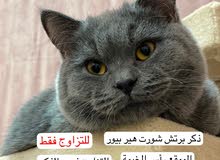 برتش للتزاوج فقط for mating only برتش للتزاوج فقط for mating only