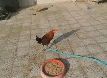 Chicken for sale Chicken for sale