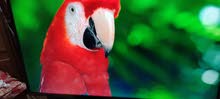 شاشه توشيبا 50 سمارت
