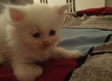 Persian kitten Persian kitten