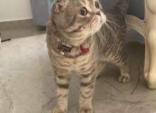 scottish fold scottish fold