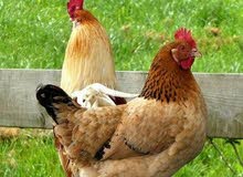 دجاج وصيصان للبيع