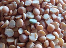 داصفرعدس داصفرعدس