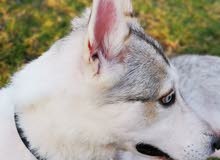 Huskey pure king size blue eyes كينغ سايض هاسكي عيون ازرق Huskey pure king size blue eyes كينغ سايض هاسكي عيون ازرق