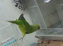 للبيع متوه للبيع متوه