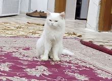 قط ذكر سيرازي قط ذكر سيرازي