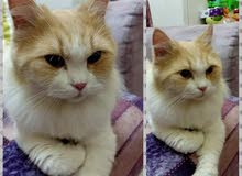 2 years old persian cat 2 years old persian cat