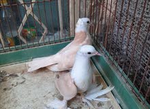 طيور للبيع طيور للبيع