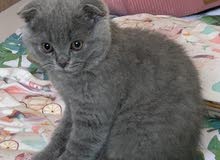 Scottish fold for 1,700aed Scottish fold for 1,700aed