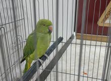 ببغاء دره فحل مخلف عمر اقل من سنه اليف بس يعضه بيع او مراوس كاسكو ببغاء دره فحل مخلف عمر اقل من سنه اليف بس يعضه بيع او مراوس كاسكو