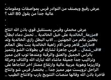 للبيع فرس شو #كوثر الخالدية بنت البطل رازي الخالدية وابنت البطله زاهية الخالدية للبيع فرس شو #كوثر الخالدية بنت البطل رازي الخالدية وابنت البطله زاهية الخالدية