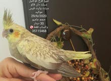 للبيع فرخ كوكتيل Baby cockatiel Jambo size للبيع فرخ كوكتيل Baby cockatiel Jambo size