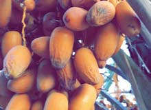 تمور للبيع تمور للبيع