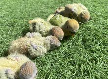 فروخ لافبيرد love bird chicks فروخ لافبيرد love bird chicks