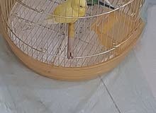 عصافير حب بادجي عدد 4
مع القفص love birds 4 pcs عصافير حب بادجي عدد 4
مع القفص love birds 4 pcs