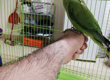 ببغاء دره للبيع ببغاء دره للبيع