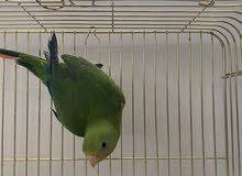 Rare Australian King Parrot Rare Australian King Parrot