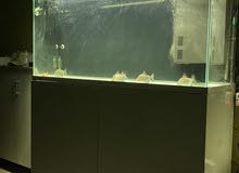 caino aquarium with arowana 24K