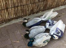 local breed peacock available local breed peacock available