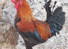 beautiful home grown rooster beautiful home grown rooster