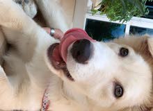 German white mix German white mix