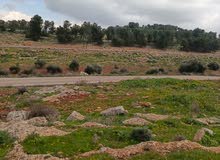 Farm Land for Sale in Jerash Al-Msherifeh