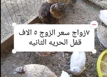 طيور سمان طيور سمان