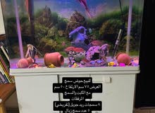 حوض سمك مع اسماك  tank with Fishs