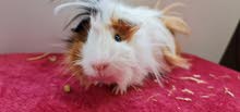 guinea pigs long hair female and male 3 month old
