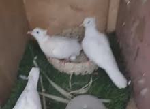 طيور قمري 20 زوج طيور قمري 20 زوج