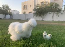 للبيع صيصان دجاج السلكي القطني الامريكي للبيع صيصان دجاج السلكي القطني الامريكي