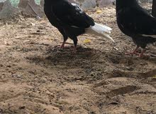للبيع زوج اللابات سود للبيع زوج اللابات سود