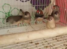 english and dutch jumbo size finches english and dutch jumbo size finches