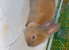 ارانب صغار للبيع ارانب صغار للبيع