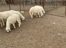للبيع طليان ورخال للبيع طليان ورخال