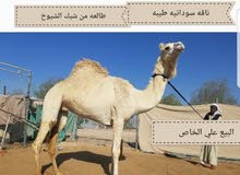 ناقه سودانيه طيبه للبيع ناقه سودانيه طيبه للبيع