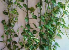 money plants money plants
