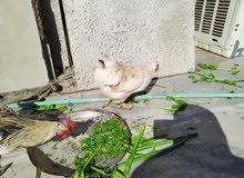 دجاجة كوشن دجاجة كوشن