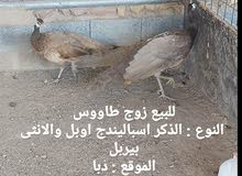 للبيع زوج طاووس للبيع زوج طاووس