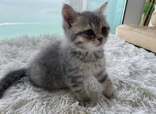 British female cat, half a month old British female cat, half a month old