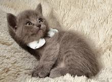 BEAUTIFUL PLAYFUL PERSIAN KITTENS  FOR SALE, eat and use litter.