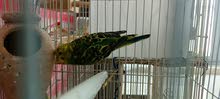 breeding pair breeding pair